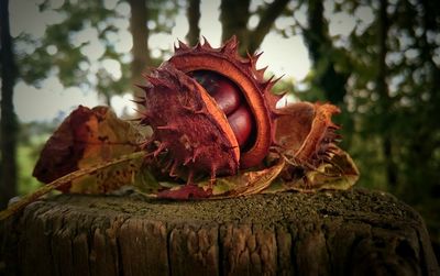 Close-up of multi colored tree