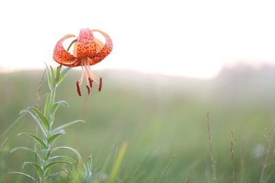 Close-up of flowers growing in field