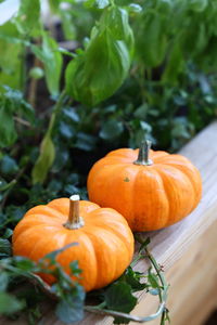 Close-up of pumpkins on plant during autumn