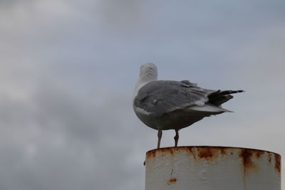 Low angle view of seagull perching on wooden post