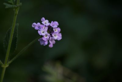 Close-up of pink flowers