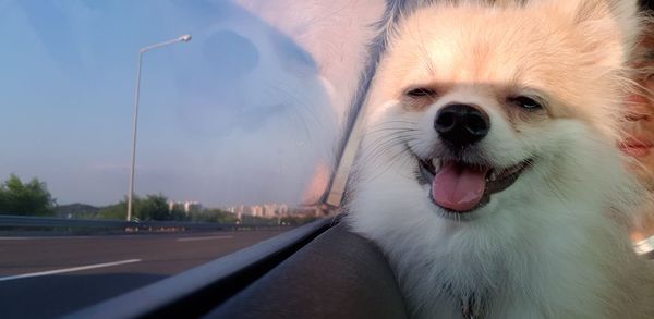 Close-up of dog in car against sky