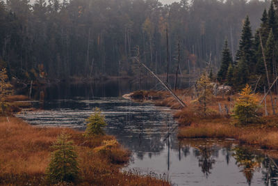 Reflection of trees in calm lake