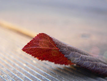 Close-up of autumn leaves on wood