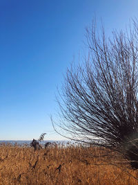 Scenic view of field against clear blue sky