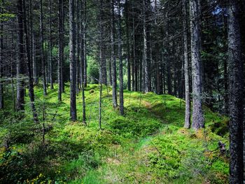 Trees in forest