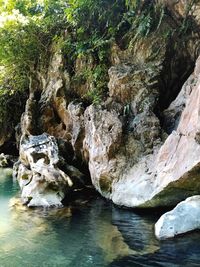 Scenic view of river in forest