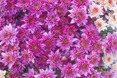 High angle view of pink flowering plants