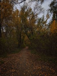 Footpath amidst trees in forest during autumn