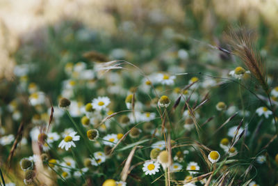 Close-up of flowering plants on field