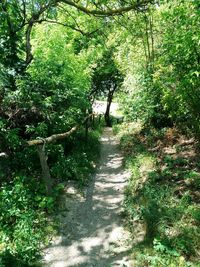 Footpath in forest