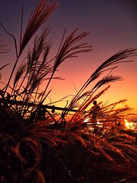 Plants at sunset