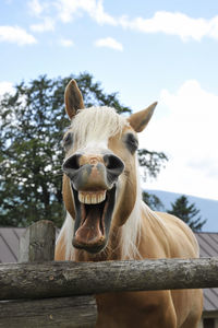 Portrait of horse in ranch against sky