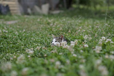 View of an animal on grassy field