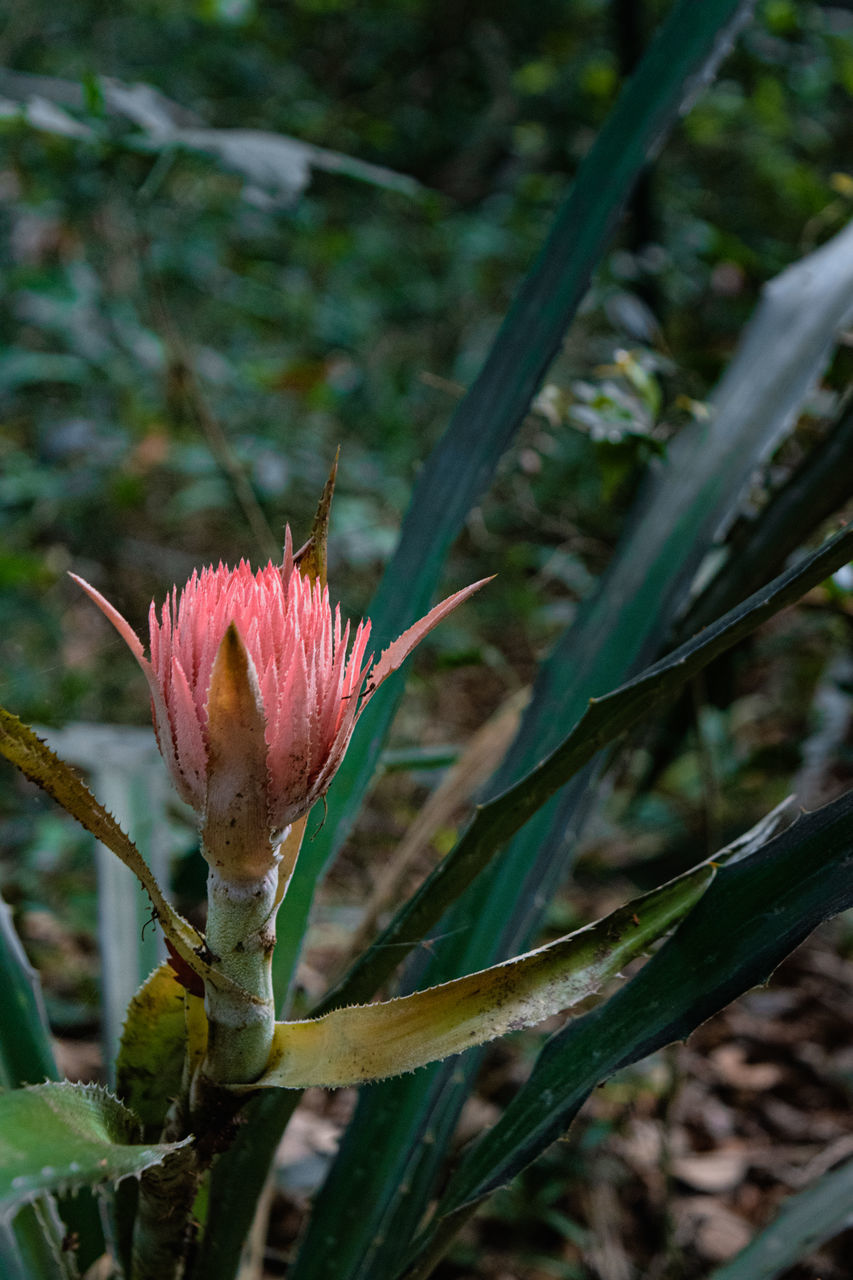 CLOSE-UP OF PINK FLOWER