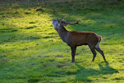 Side view of deer standing on grassy field