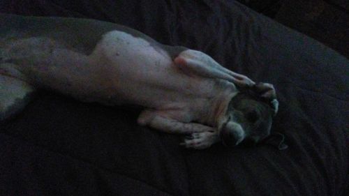 Cat sleeping on couch