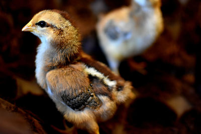 Close-up of a bird