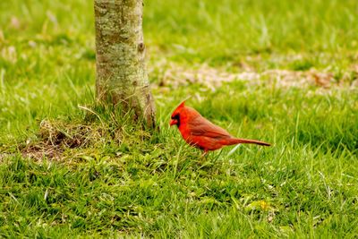 Bird perching on a field