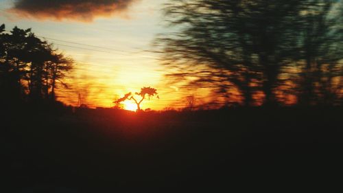 Silhouette of trees at sunset