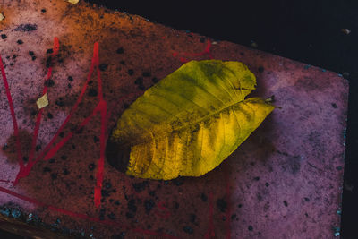 High angle view of dry leaf on plant