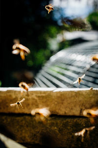 Close-up of dragonfly