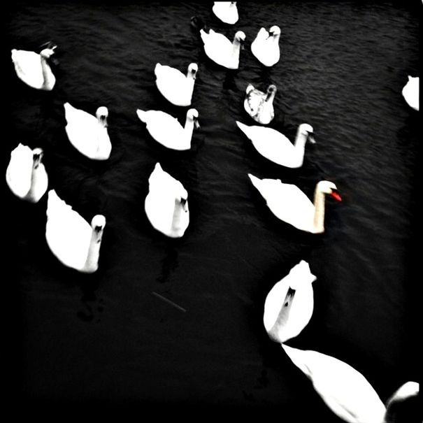 water, high angle view, lake, reflection, swan, floating on water, table, waterfront, bird, no people, indoors, swimming, rippled, white color, nature, day, animal themes, wood - material, close-up, still life