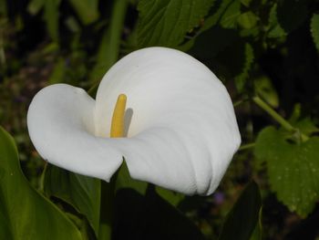 Close-up of white calla lily blooming outdoors