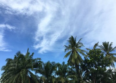 Low angle view of coconut palm trees against blue sky