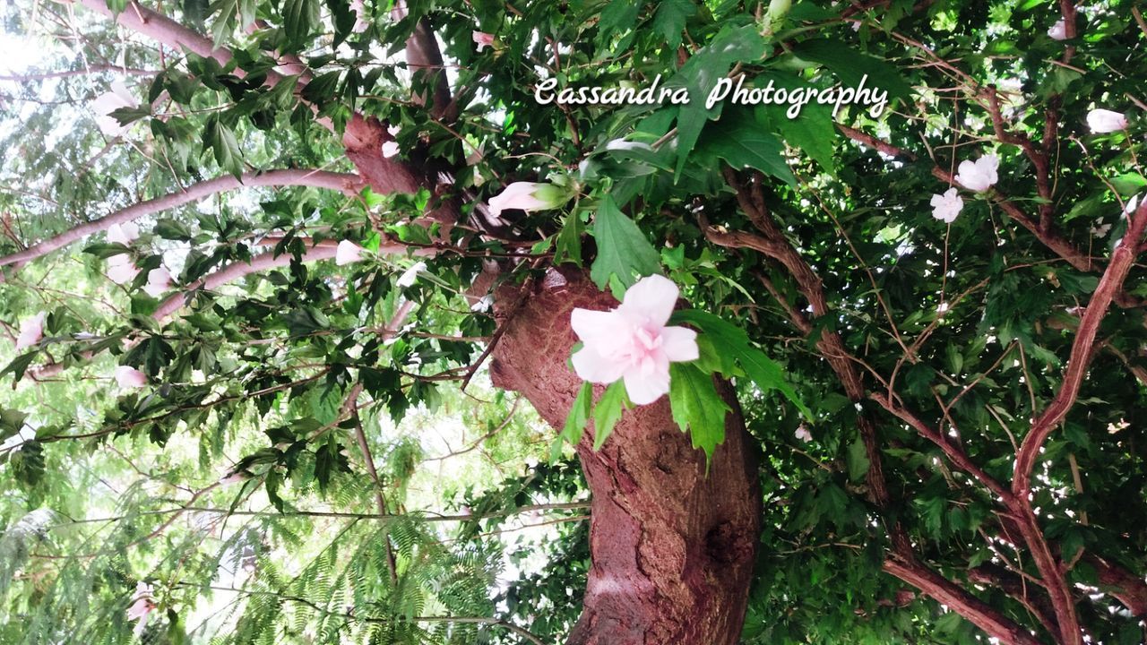 CLOSE-UP OF PINK FLOWERING PLANTS