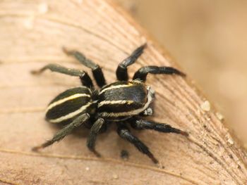 Close-up of spider