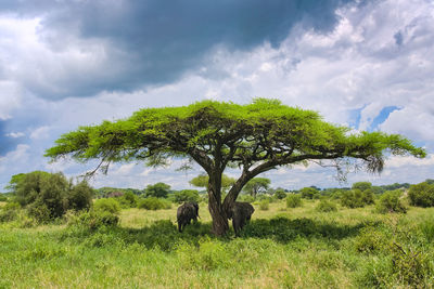 Elephant hiding from the sun in the shade of a acacia tree.