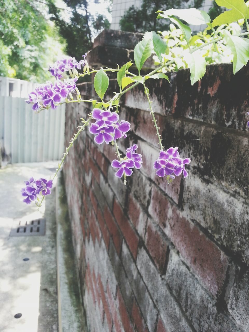 flower, growth, plant, fragility, purple, leaf, wall - building feature, freshness, pink color, built structure, nature, architecture, beauty in nature, petal, day, close-up, blooming, building exterior, outdoors, wall