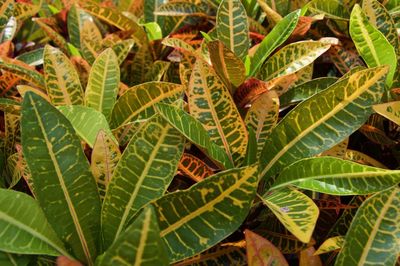 High angle view of plant leaves on field