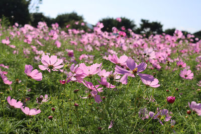 Close-up of pink cosmos flowers on field