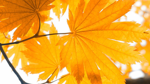 Close-up of yellow maple leaves