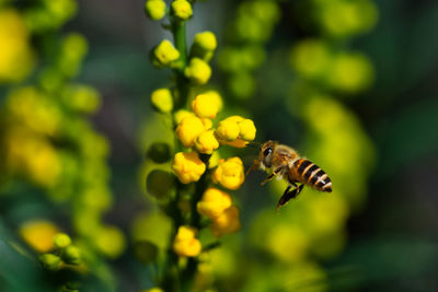 Close-up of bee pollinating on flower