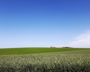 Scenic view of wheat field against clear blue sky