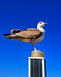 bird