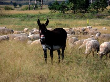 Sheep standing in a field