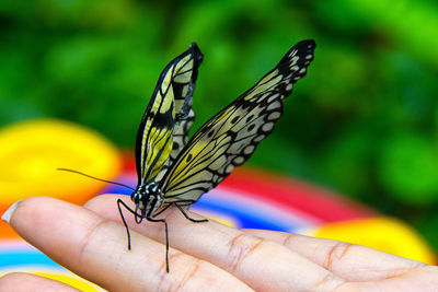 Close-up of butterfly on hand