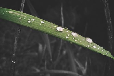 Close-up of water drops on grass