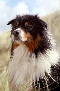 Close-up of dog on field against sky