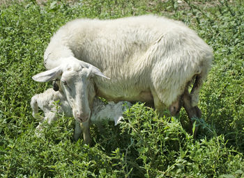 Goat and kid on grassy field against sky