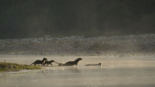 Birds swimming in sea