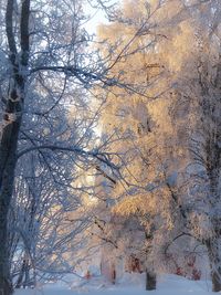 Bare trees in snow covered landscape