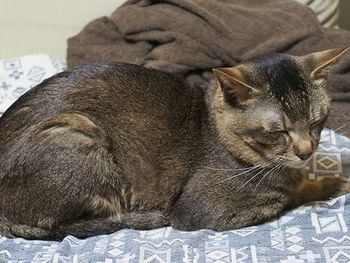 Close-up of cat sleeping