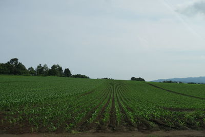 Scenic view of agricultural field against sky