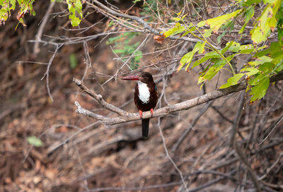 Bird perching on twig in forest