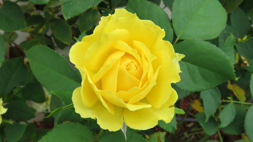 Close-up of yellow rose